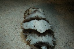 20010620_Mangrove_Bay_Nacht_0024